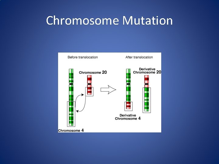 Chromosome Mutation 