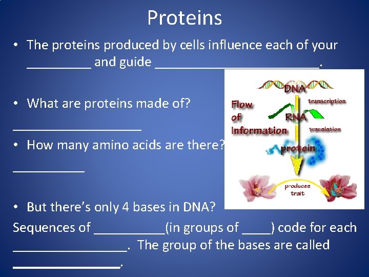 Proteins • The proteins produced by cells influence each of your _____ and guide