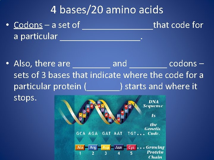 4 bases/20 amino acids • Codons – a set of ________that code for a