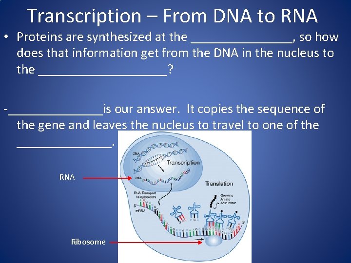 Transcription – From DNA to RNA • Proteins are synthesized at the ________, so