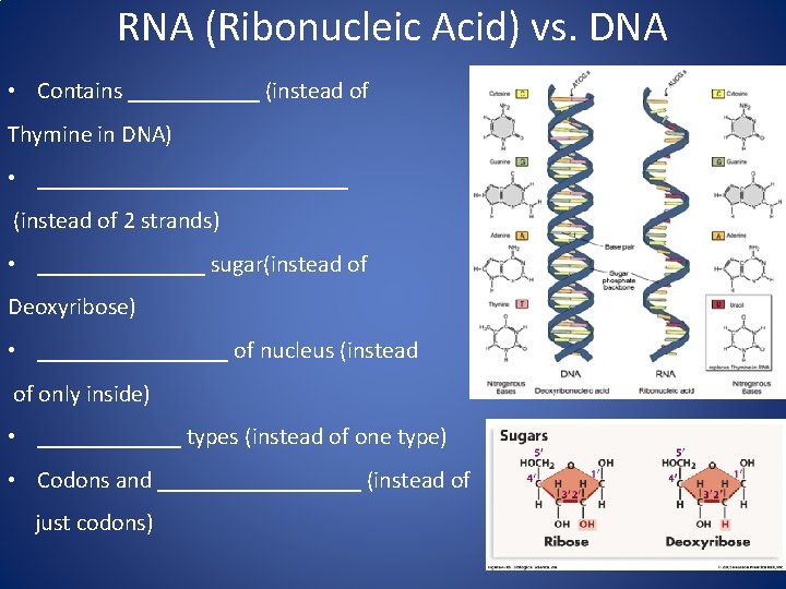 RNA (Ribonucleic Acid) vs. DNA • Contains ______ (instead of Thymine in DNA) •