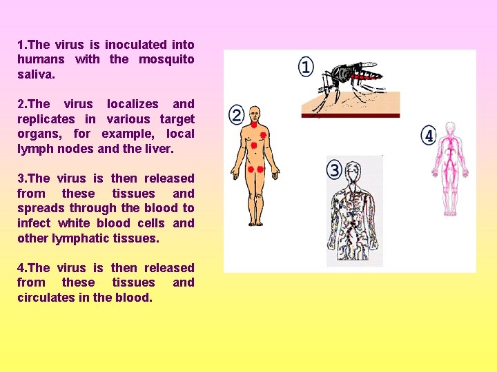 1. The virus is inoculated into humans with the mosquito saliva. 2. The virus