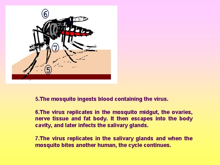 5. The mosquito ingests blood containing the virus. 6. The virus replicates in the