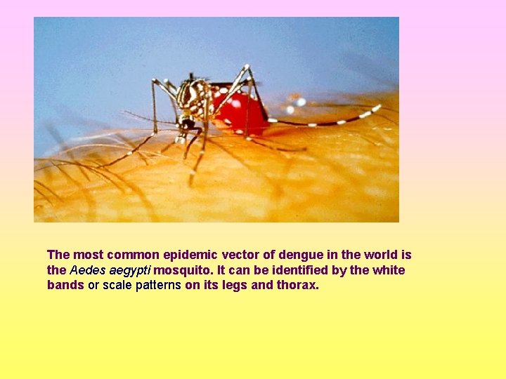 The most common epidemic vector of dengue in the world is the Aedes aegypti