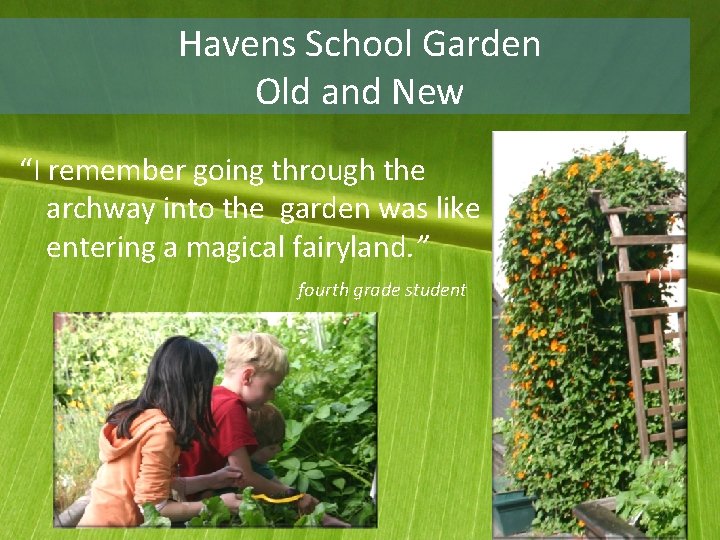 Havens School Garden Old and New “I remember going through the archway into the