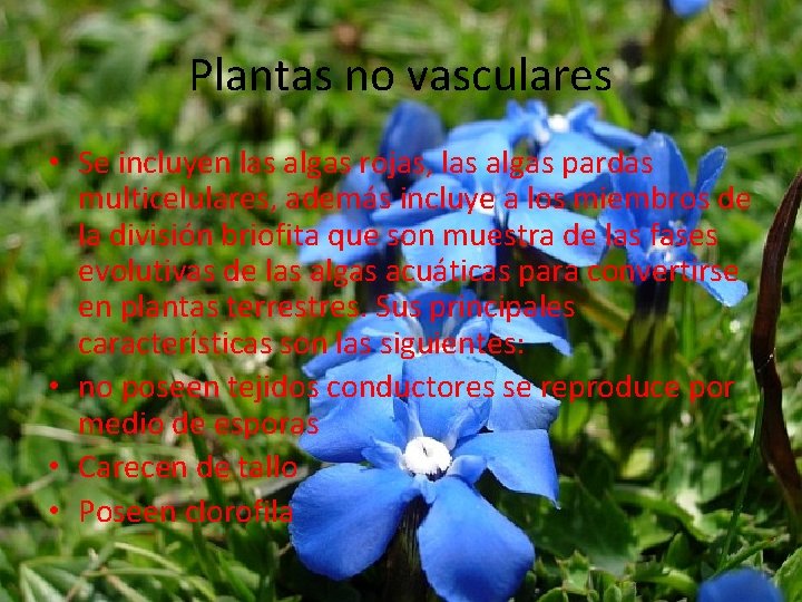 Plantas no vasculares • Se incluyen las algas rojas, las algas pardas multicelulares, además