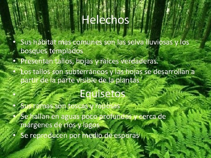 Helechos • Sus hábitat mas comunes son las selva lluviosas y los bosques templados