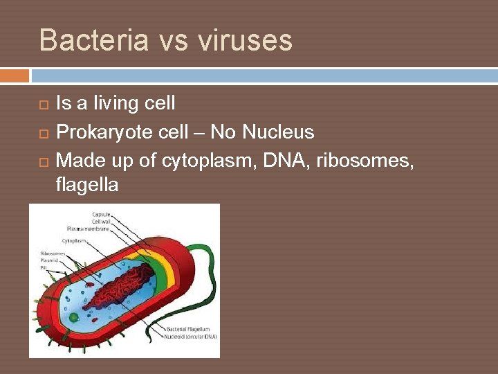 Bacteria vs viruses Is a living cell Prokaryote cell – No Nucleus Made up