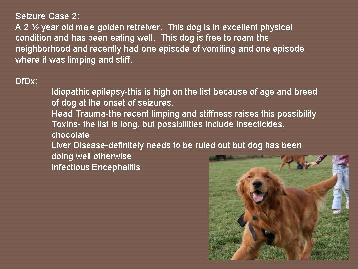 Seizure Case 2: A 2 ½ year old male golden retreiver. This dog is