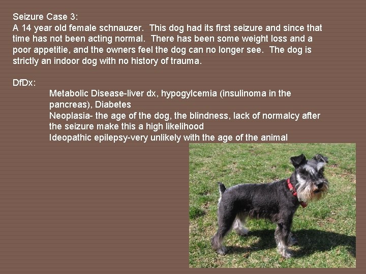 Seizure Case 3: A 14 year old female schnauzer. This dog had its first