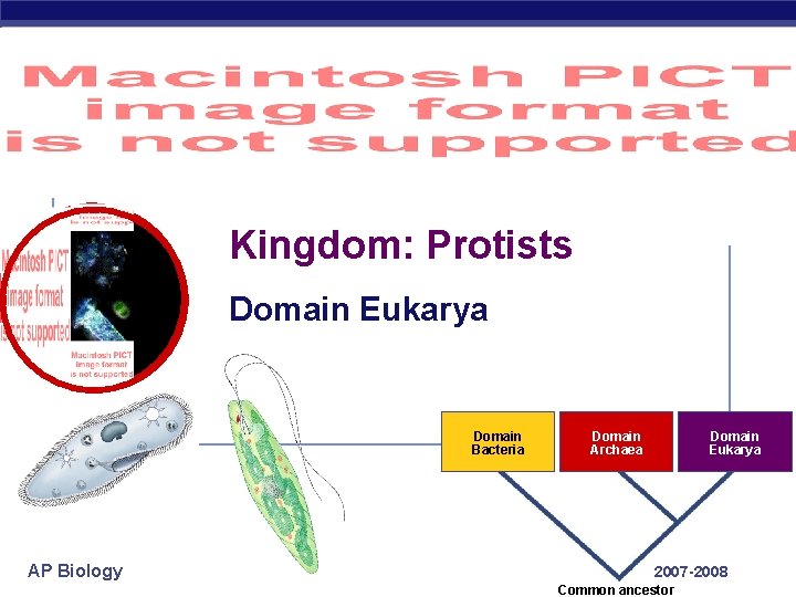 Kingdom: Protists Domain Eukarya Domain Bacteria AP Biology Domain Archaea Domain Eukarya 2007 -2008