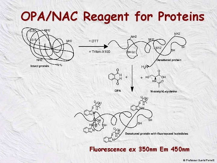 OPA/NAC Reagent for Proteins Fluorescence ex 350 nm Em 450 nm © Professor David