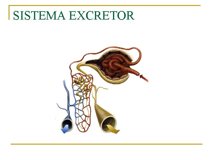 SISTEMA EXCRETOR 