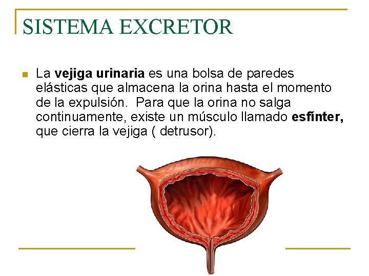 SISTEMA EXCRETOR n La vejiga urinaria es una bolsa de paredes elásticas que almacena