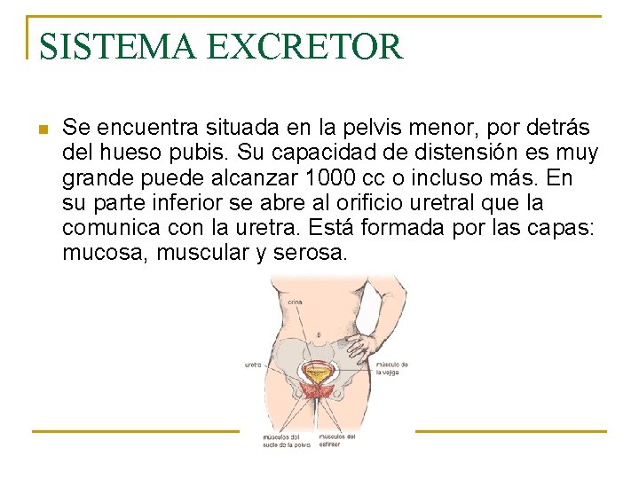 SISTEMA EXCRETOR n Se encuentra situada en la pelvis menor, por detrás del hueso