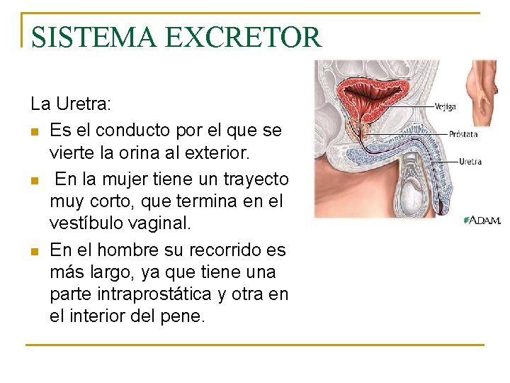 SISTEMA EXCRETOR La Uretra: n Es el conducto por el que se vierte la SISTEMA EXCRETOR La Uretra: n Es el conducto por el que se vierte la