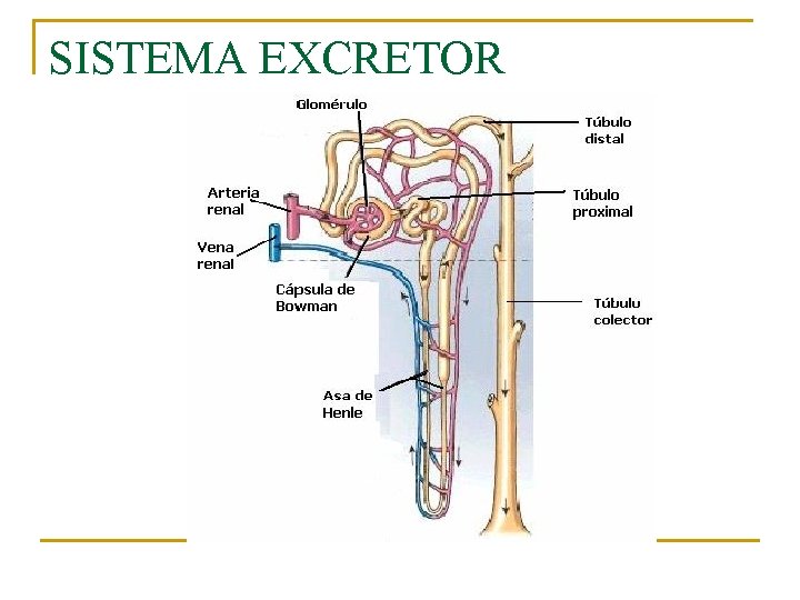 SISTEMA EXCRETOR 