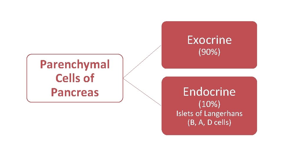 Exocrine Parenchymal Cells of Pancreas (90%) Endocrine (10%) Islets of Langerhans (B, A, D