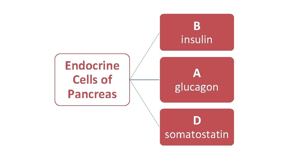 B insulin Endocrine Cells of Pancreas A glucagon D somatostatin 