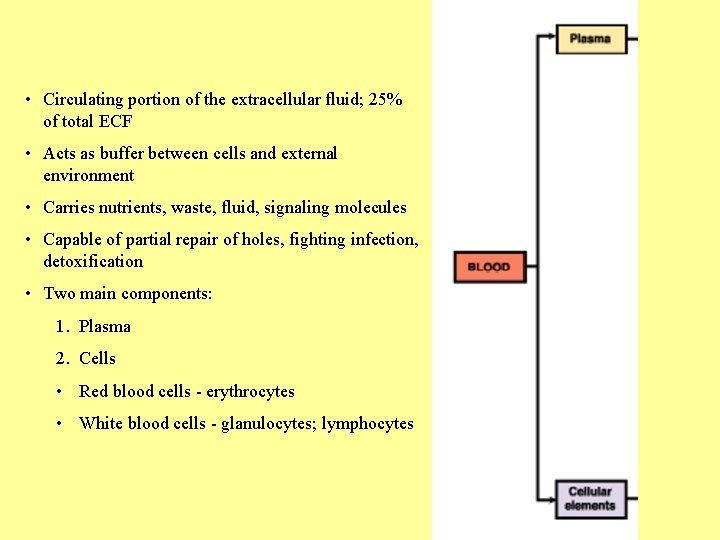  • Circulating portion of the extracellular fluid; 25% of total ECF • Acts