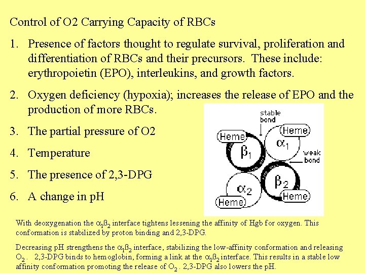 Control of O 2 Carrying Capacity of RBCs 1. Presence of factors thought to