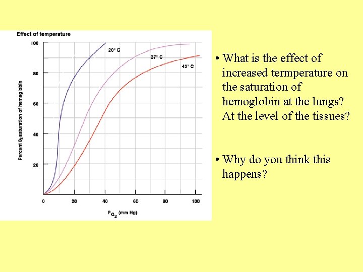  • What is the effect of increased termperature on the saturation of hemoglobin