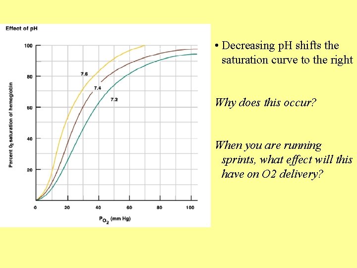  • Decreasing p. H shifts the saturation curve to the right Why does