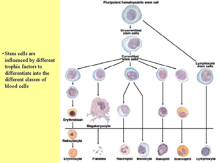  • Stem cells are influenced by different trophic factors to differentiate into the