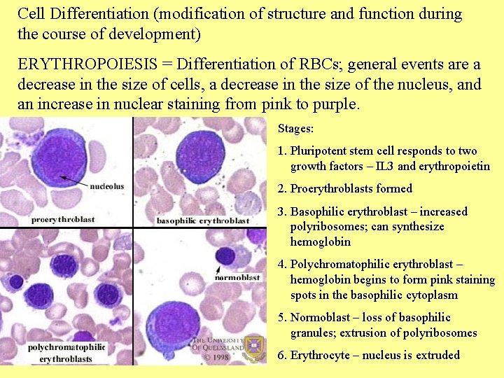 Cell Differentiation (modification of structure and function during the course of development) ERYTHROPOIESIS =