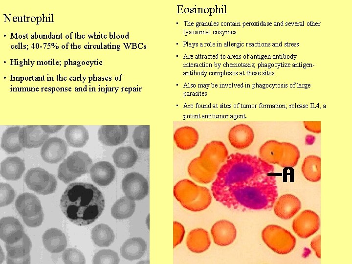 Neutrophil • Most abundant of the white blood cells; 40 -75% of the circulating