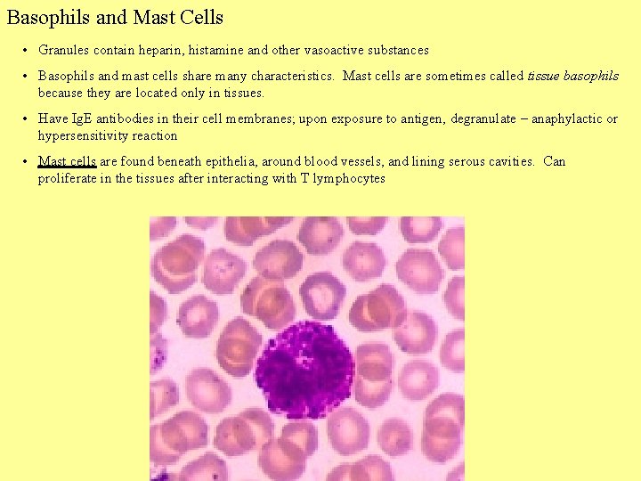 Basophils and Mast Cells • Granules contain heparin, histamine and other vasoactive substances •