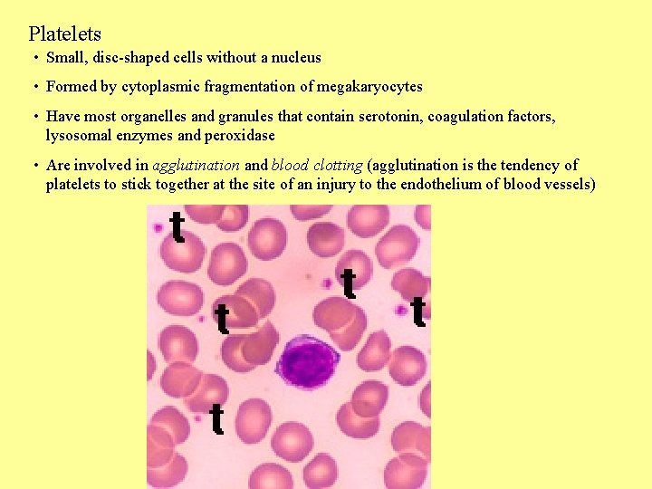 Platelets • Small, disc-shaped cells without a nucleus • Formed by cytoplasmic fragmentation of