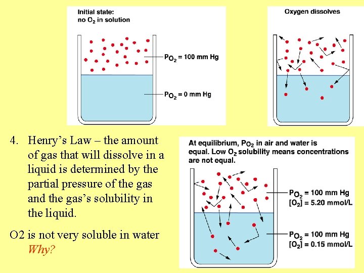 4. Henry’s Law – the amount of gas that will dissolve in a liquid