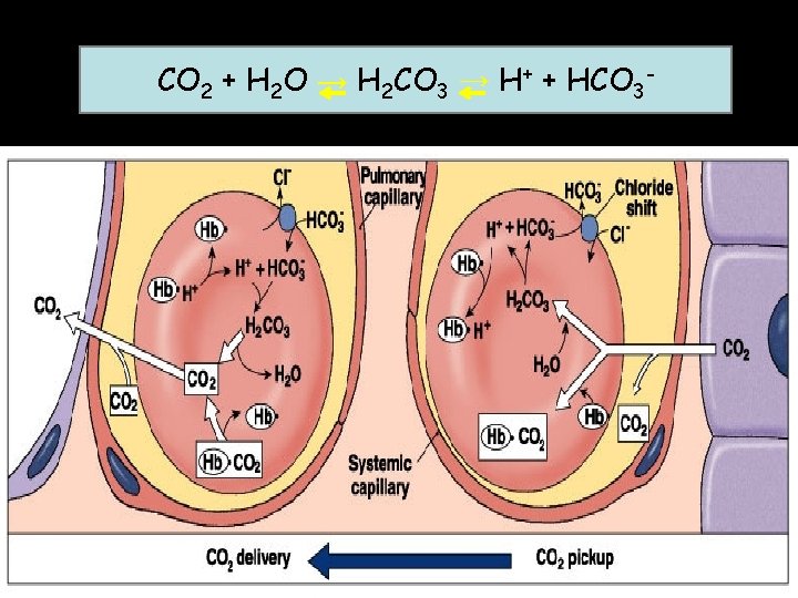 CO 2 + H 2 O → H 2 CO 3 → H+ +