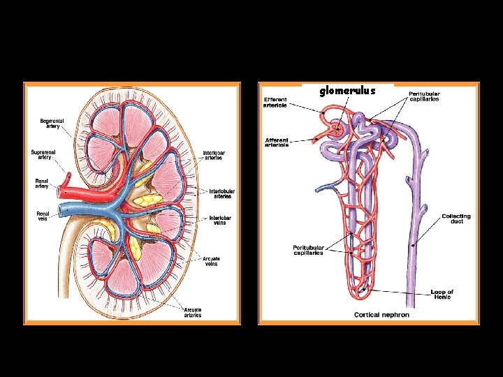 glomerulus 