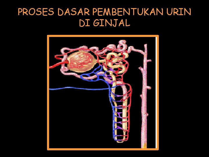 PROSES DASAR PEMBENTUKAN URIN DI GINJAL 