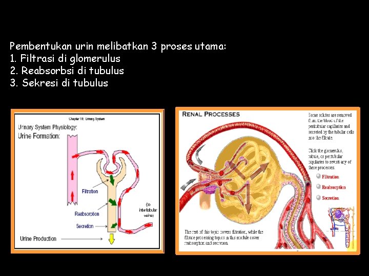 Pembentukan urin melibatkan 3 proses utama: 1. Filtrasi di glomerulus 2. Reabsorbsi di tubulus