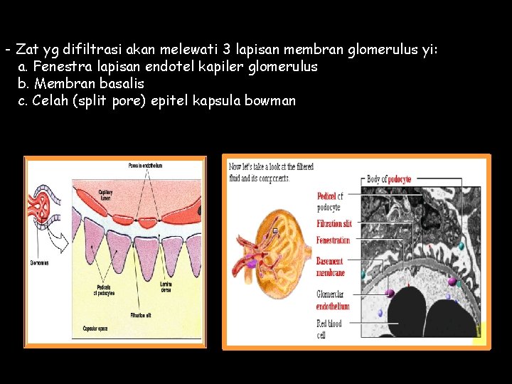 - Zat yg difiltrasi akan melewati 3 lapisan membran glomerulus yi: a. Fenestra lapisan