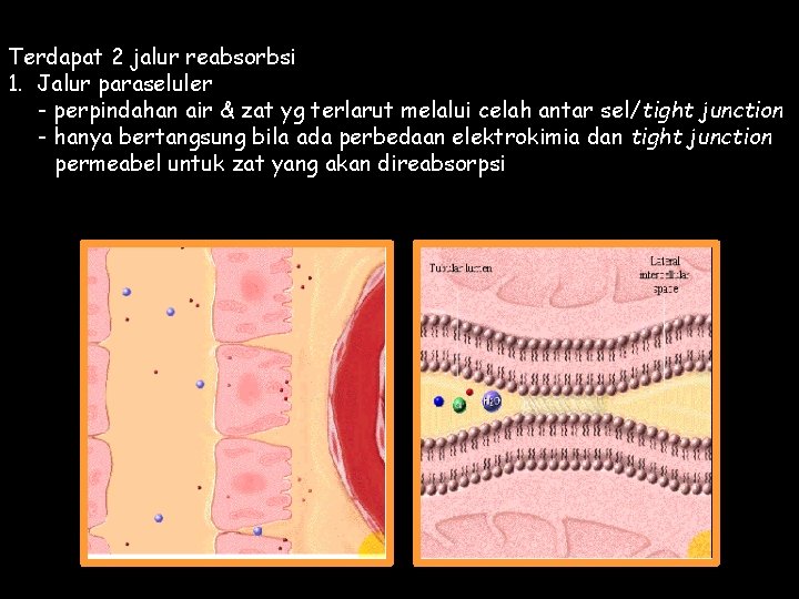 Terdapat 2 jalur reabsorbsi 1. Jalur paraseluler - perpindahan air & zat yg terlarut