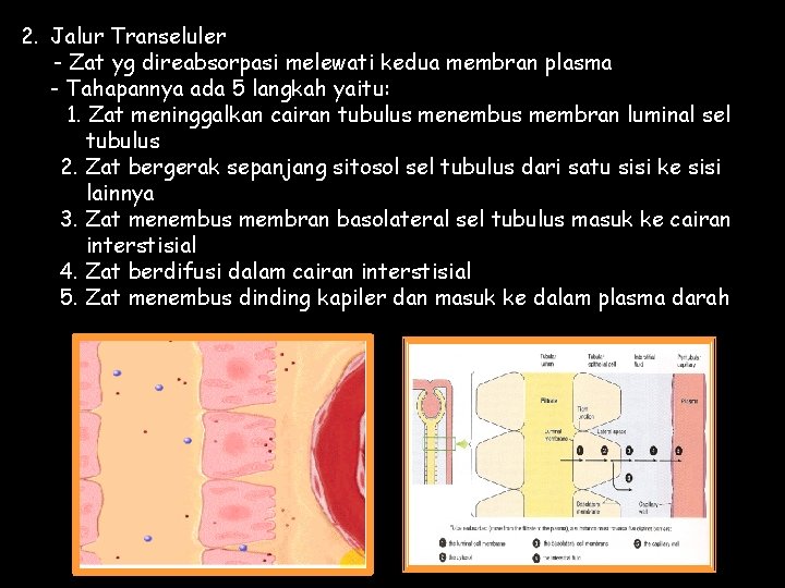 2. Jalur Transeluler - Zat yg direabsorpasi melewati kedua membran plasma - Tahapannya ada