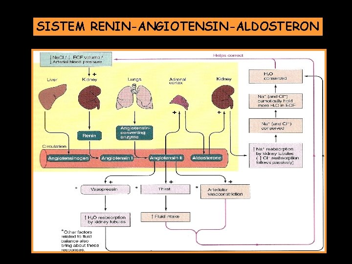 SISTEM RENIN-ANGIOTENSIN-ALDOSTERON 