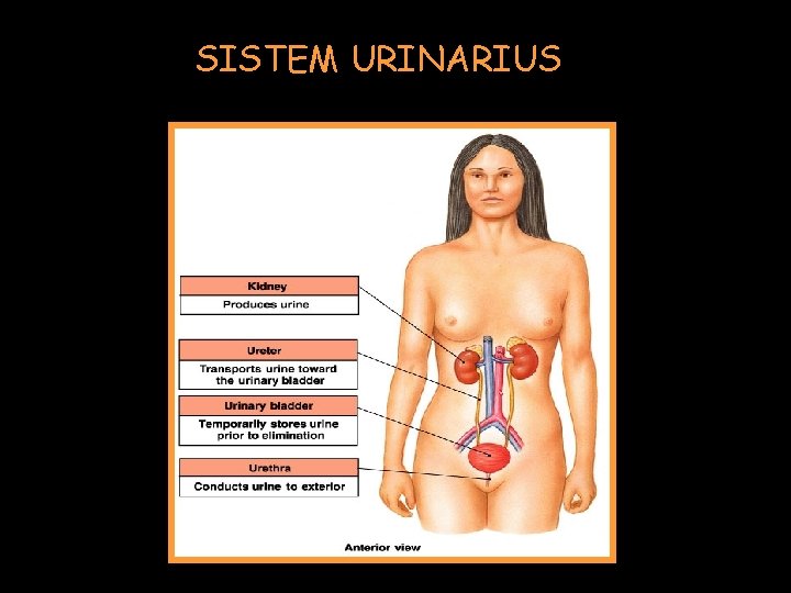 SISTEM URINARIUS 