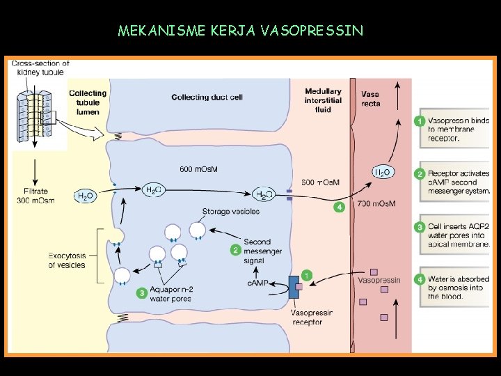 MEKANISME KERJA VASOPRESSIN 