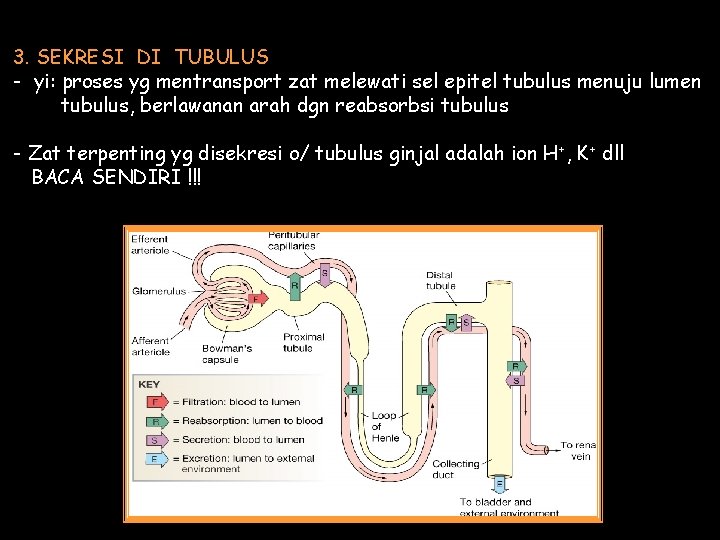 3. SEKRESI DI TUBULUS - yi: proses yg mentransport zat melewati sel epitel tubulus