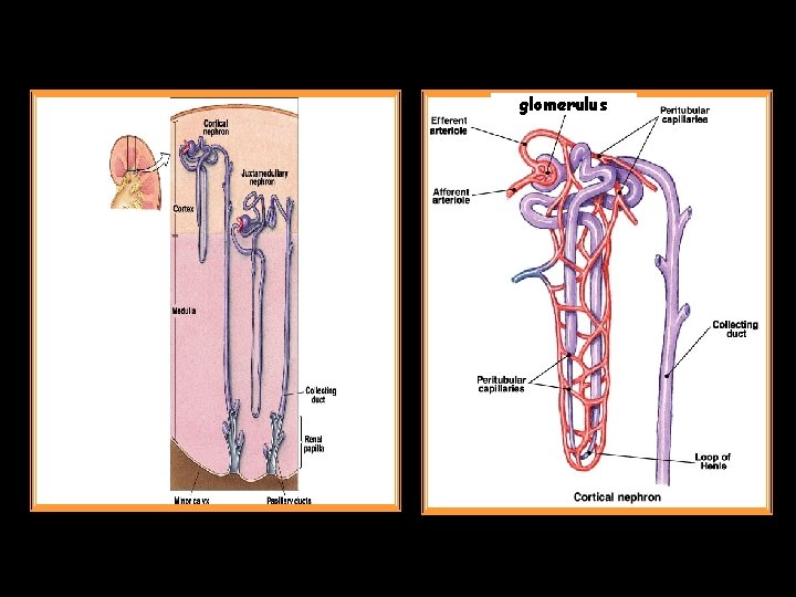 glomerulus 