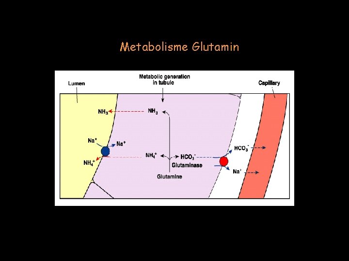 Metabolisme Glutamin 