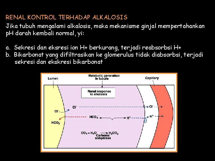 RENAL KONTROL TERHADAP ALKALOSIS Jika tubuh mengalami alkalosis, maka mekanisme ginjal mempertahankan p. H