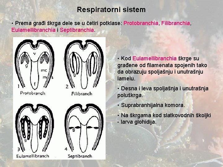 Filibranchia MOLLUSCA Mekano nesegmentisano telo Bilateralno simetrini ili sekundarno