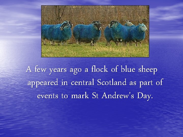 A few years ago a flock of blue sheep appeared in central Scotland as