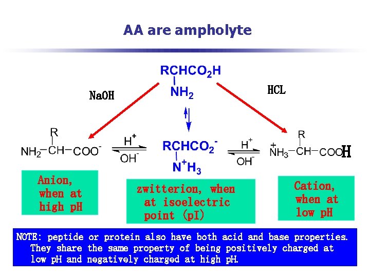 AA are ampholyte HCL Na. OH H Anion, when at high p. H zwitterion,